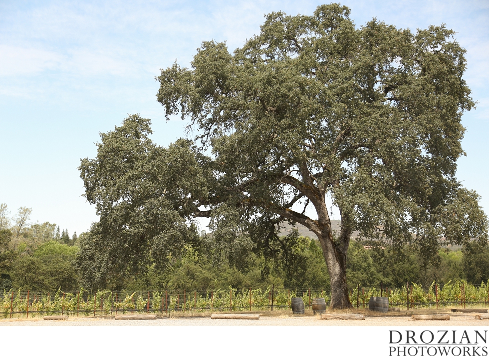 Cielo-Estate-Winery-Wedding-008