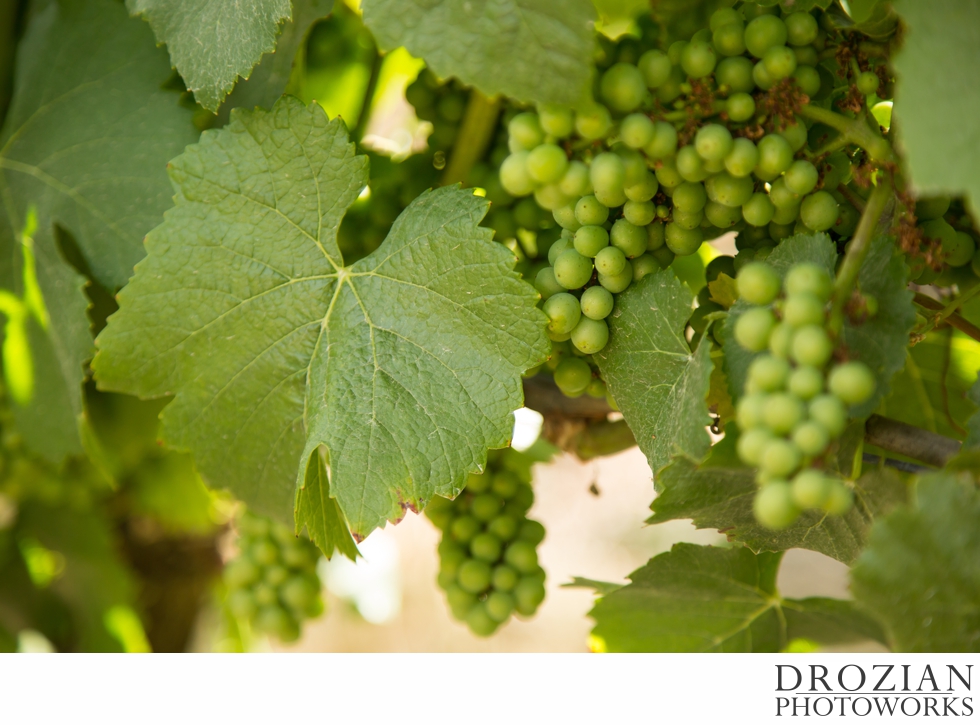 Thomas-George-Estates-Winery-Wedding-09