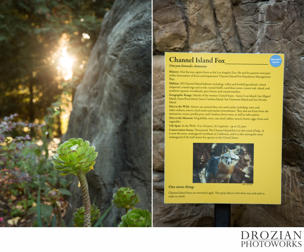 Curiodyssey-San-Mateo-Zoo-Wedding-029