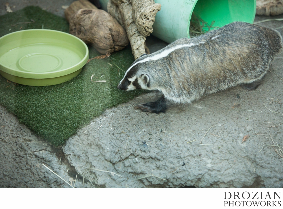 Curiodyssey-San-Mateo-Zoo-Wedding-030
